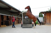 Horse trailer loading problems?